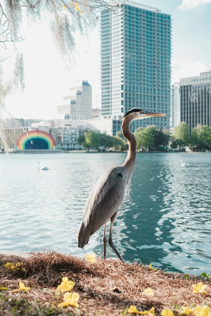 photo of a bird in front of Lake Eola in Orlando, Central Florida